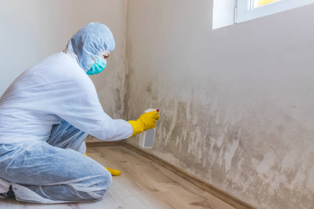 Licensed Attic Mold Remediation service in Sunnyvale, TX - Car Mold Remediation